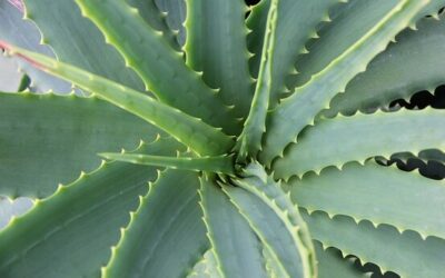 L’Aloe Vera : Une plante aux multiples vertus